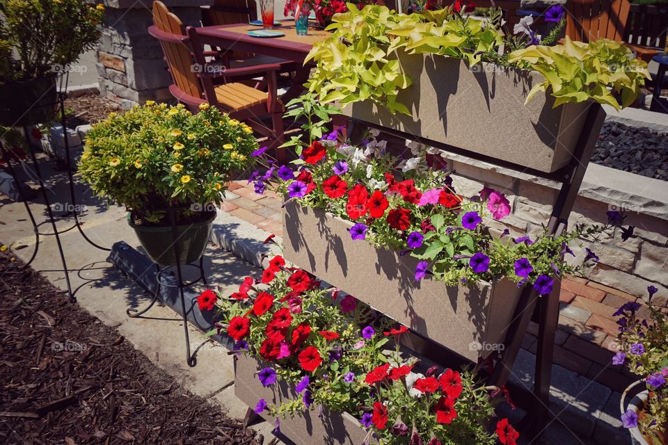 Multi colored flowers in garden