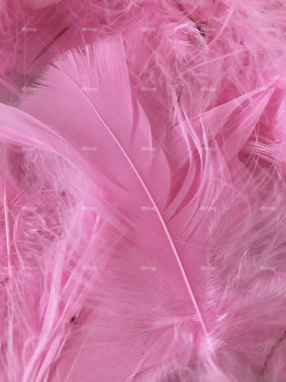 Pink Feathers