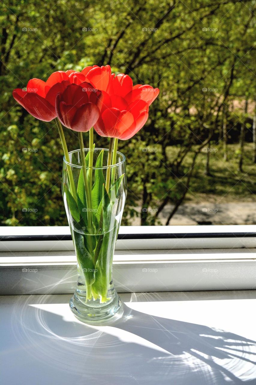 red tulips spring flowers in vase