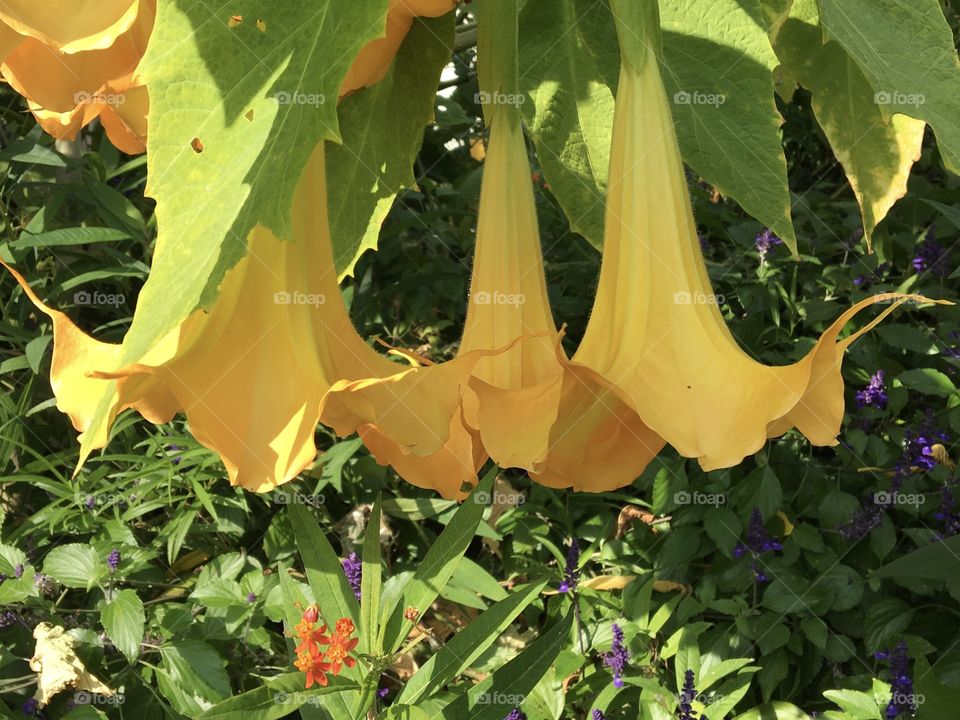 Yellow datura as bells 