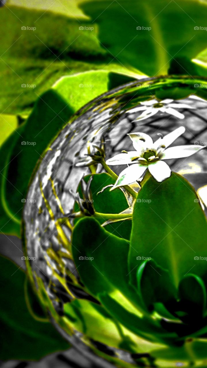 flowers in a bubble