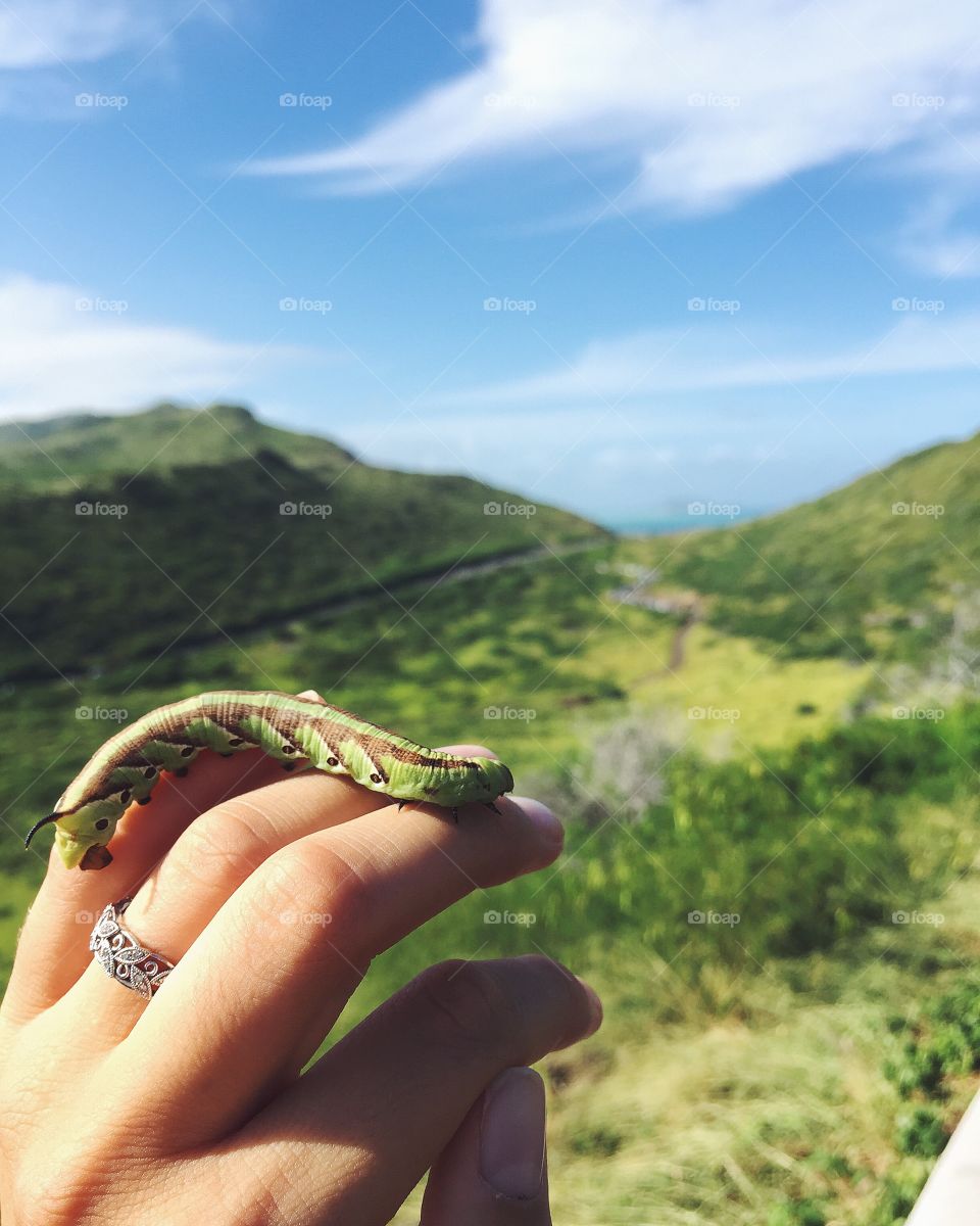 Person holds green caterpillar overlooking beautiful mountains and ocean on a hiking trail.