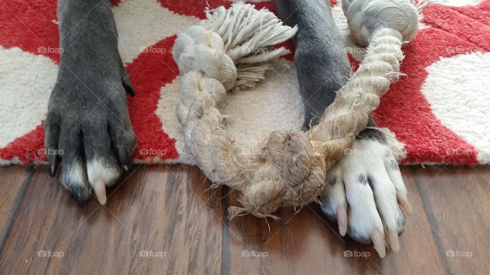 Dog Paws and Rope / Tug-O- War Invitation