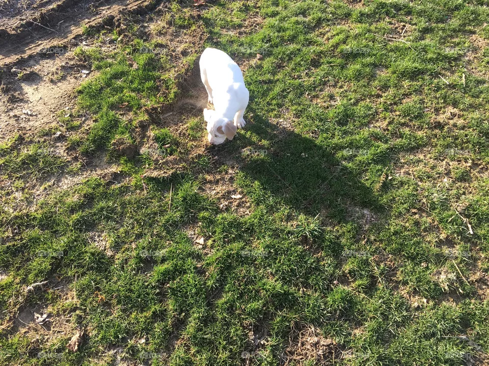 Cute dog