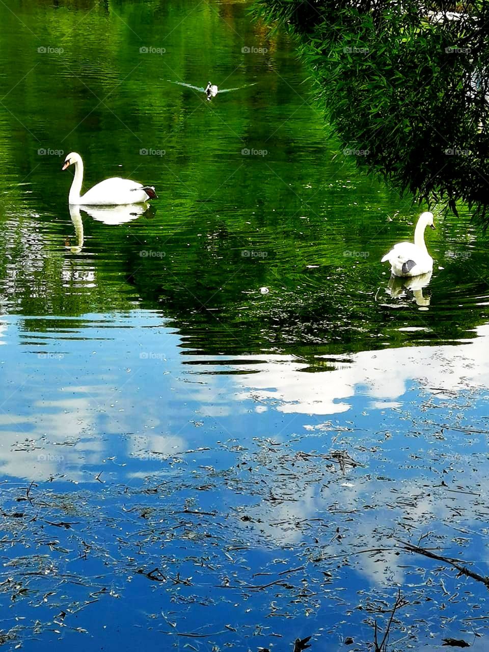 Contrast of white and green.  Two white swans swim in the green reflection of the trees.  Green trees on the shore