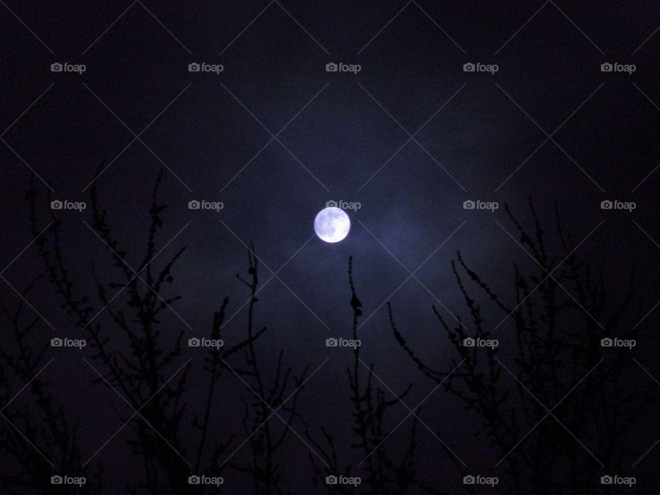 crisp moonlit  night.