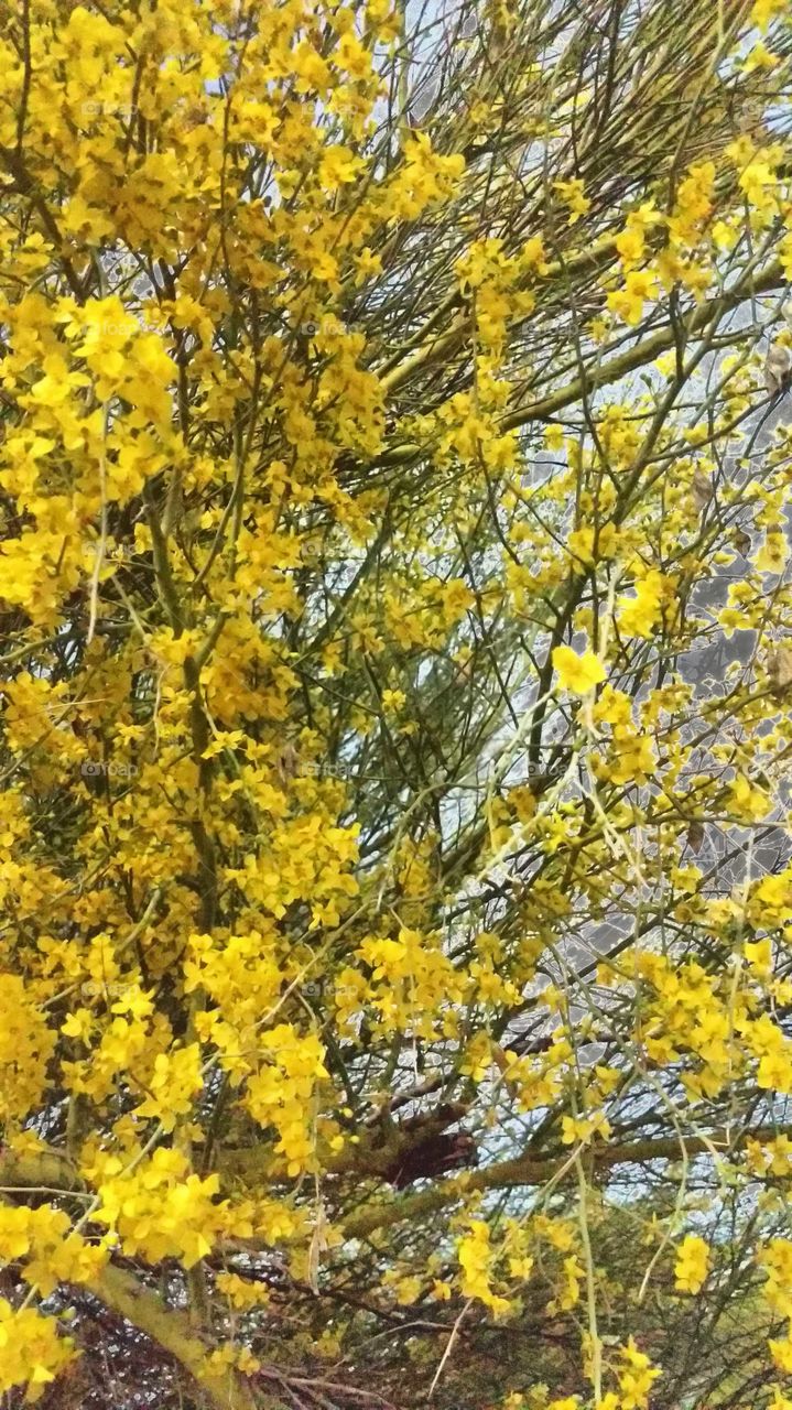 goiden Mesquite tree