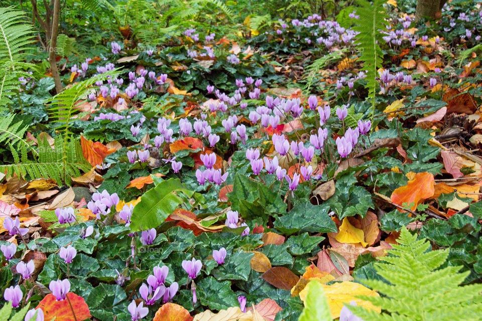 purple crocus flowers in spring