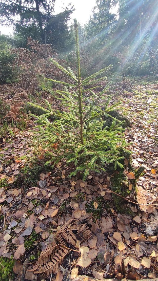 Small green spruce