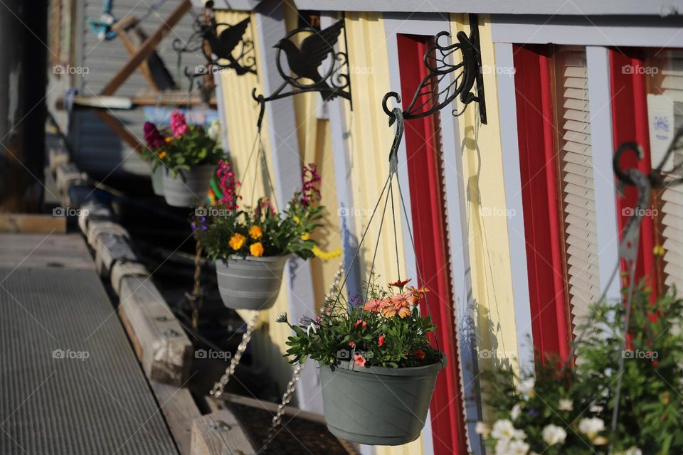 Hanging pots with flowers 