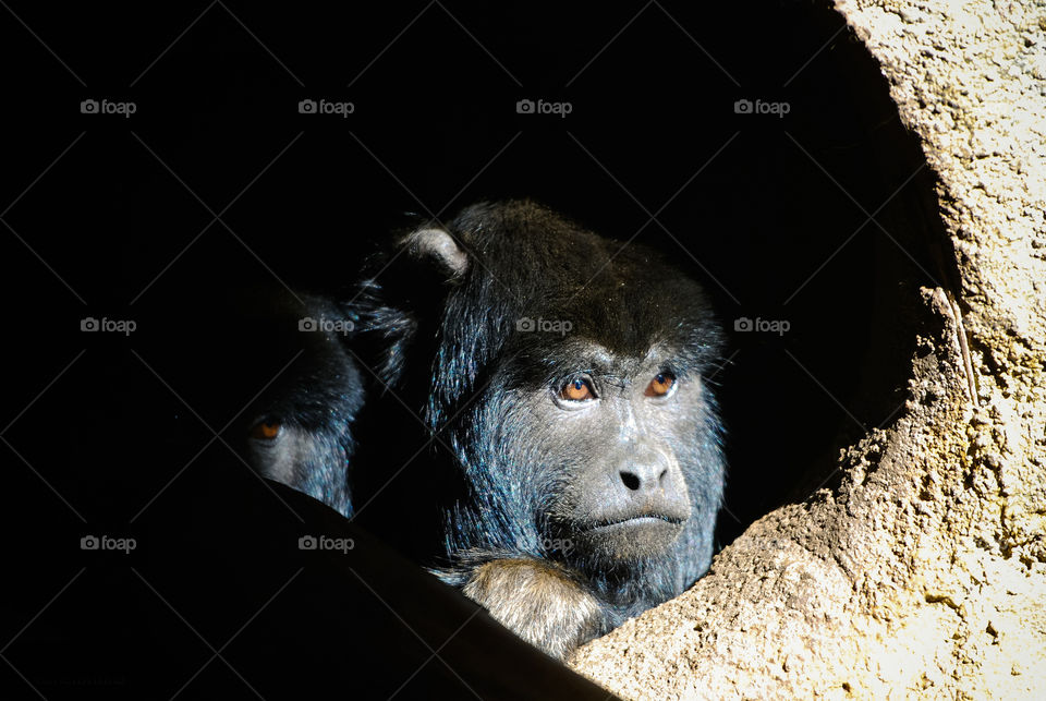 Sad chimpanzee