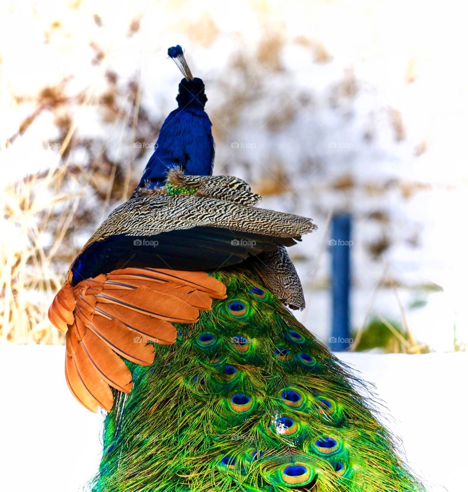 Peacock in the snow