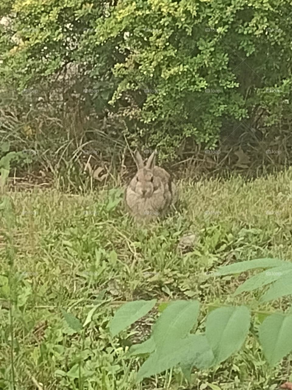 Yard Pet AKA Rabbit