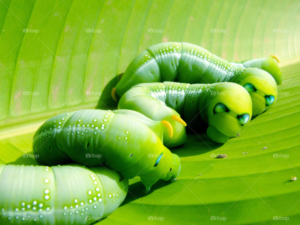 green worms