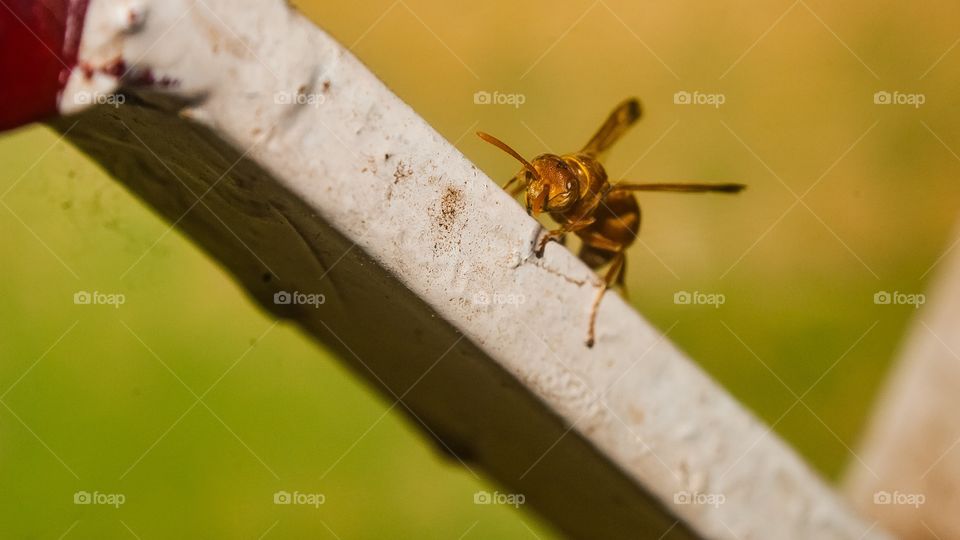 beautiful macro shot 