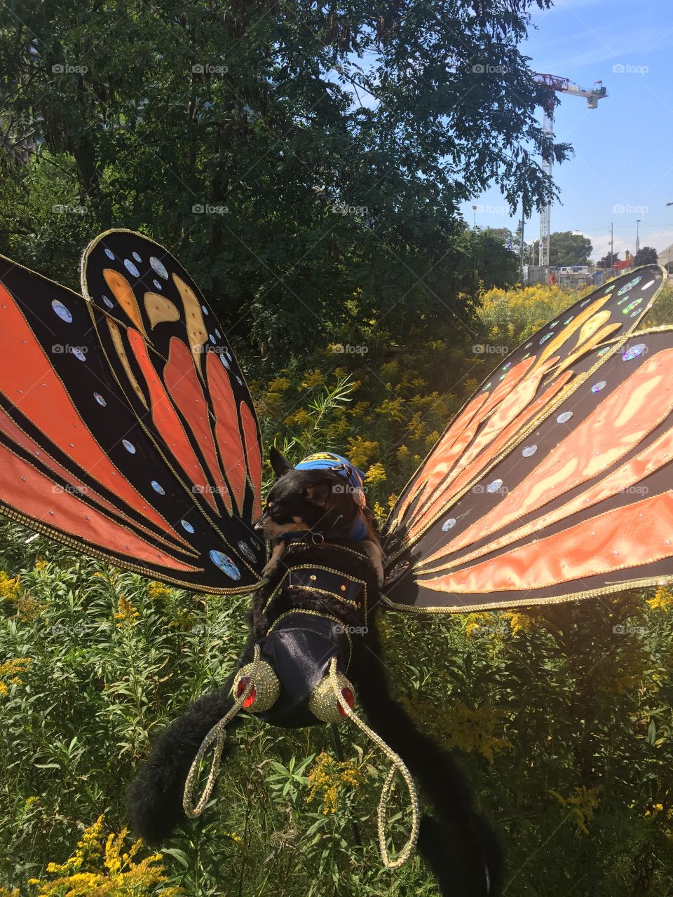 Butterfly chihuahua 