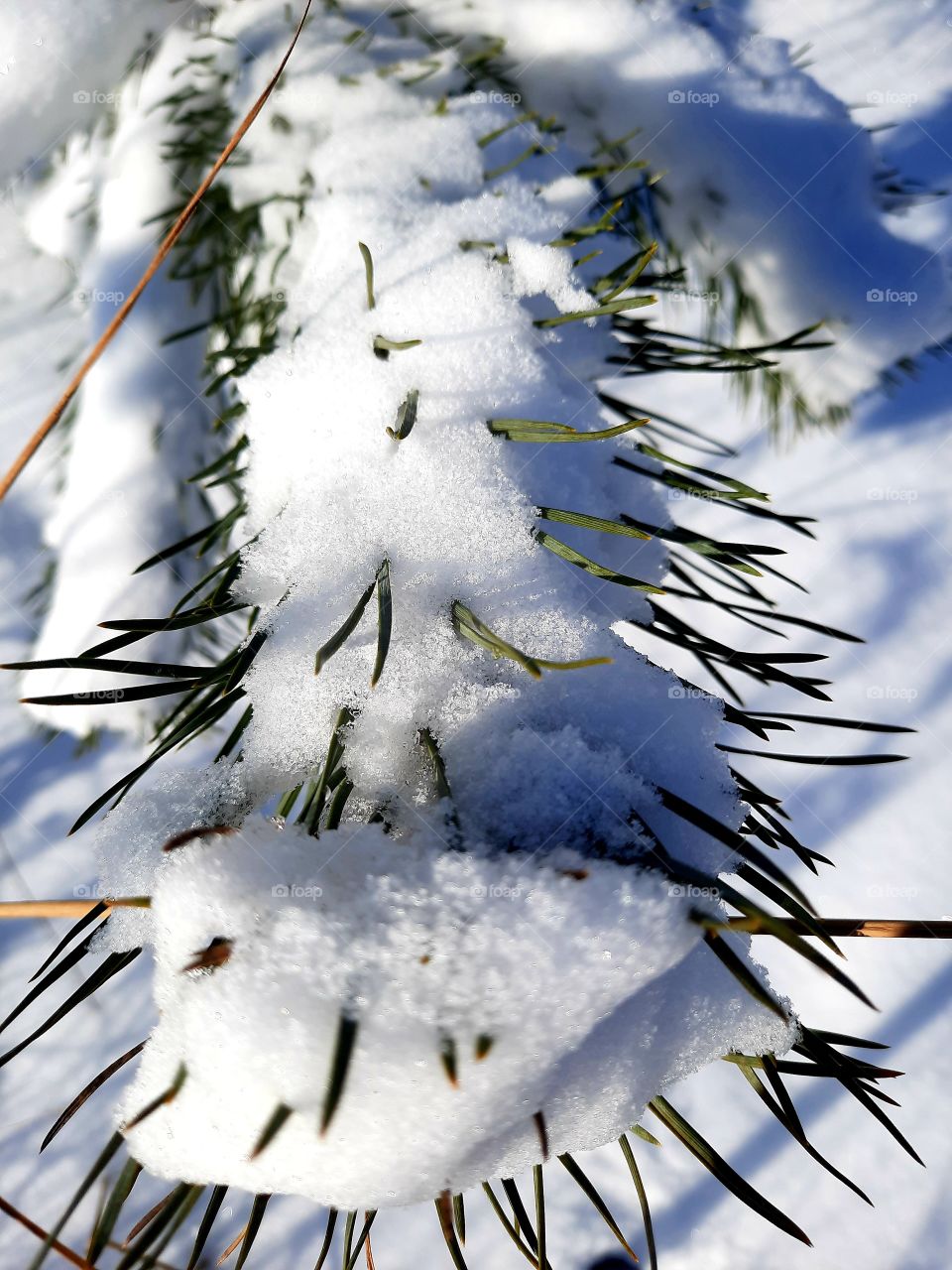 twig of pine after heavy snowfall  in sun and shade