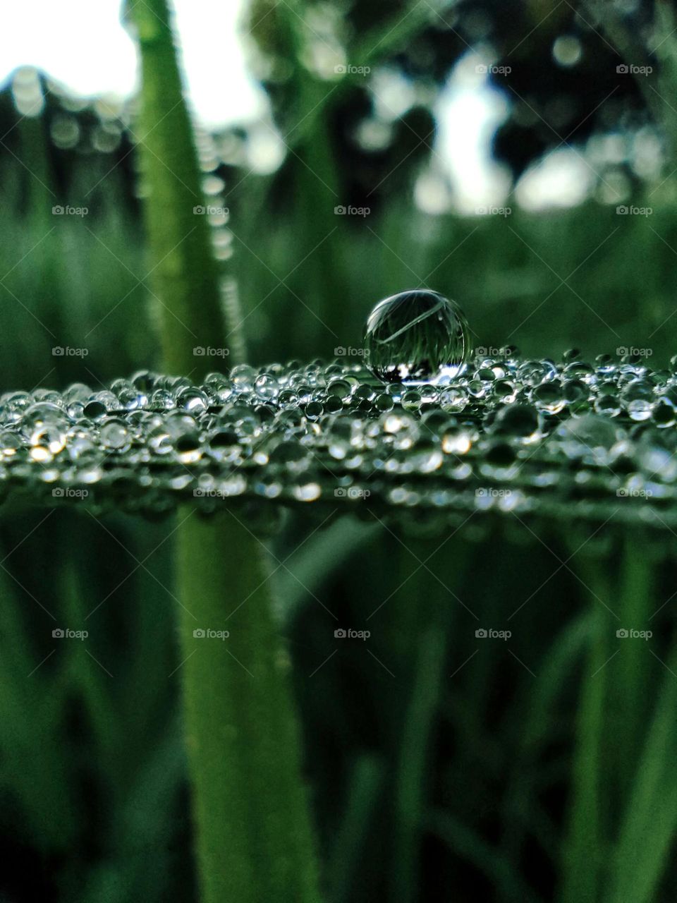 A mesmerizing macro shot of dewdrops delicately resting on a leaf, reflecting the surrounding greenery. The crystal-clear water droplets capture the essence of early morning serenity and nature’s purity.