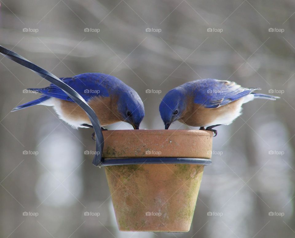 Female and Male Eastern Bluebirds 