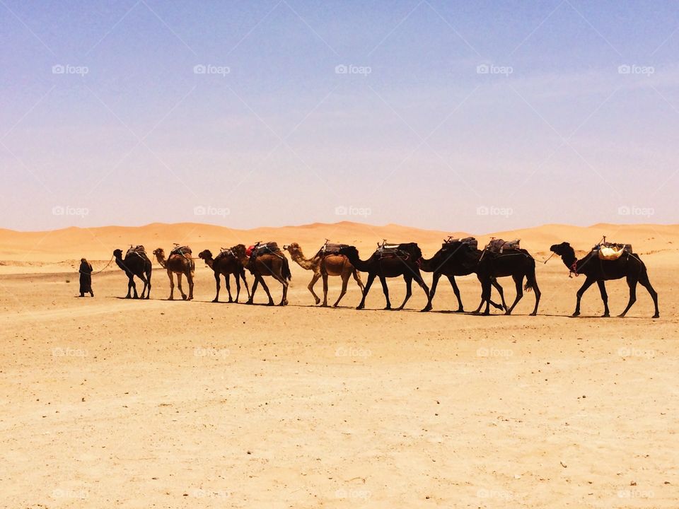 Camels line