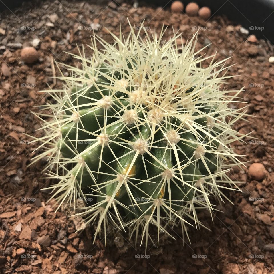 Cacto assento 🪑 de sogra 