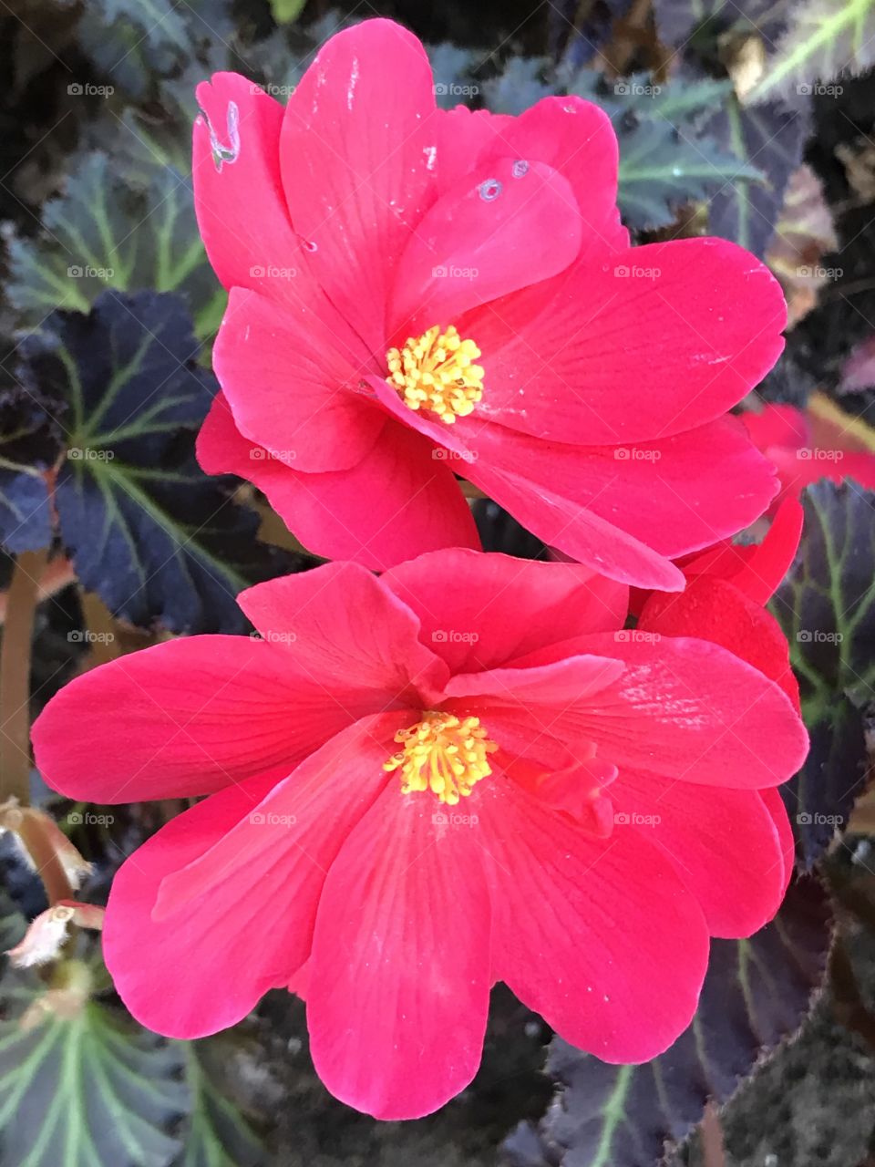 Red Flowers