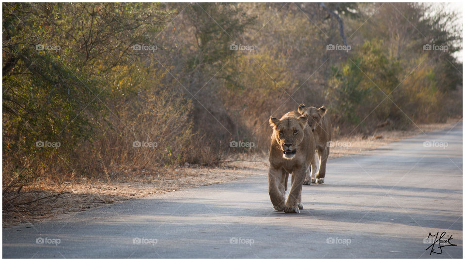 Ladies on a mision. Female lion in the Kruger National Park