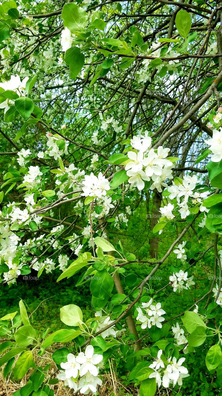 spring flowering tree