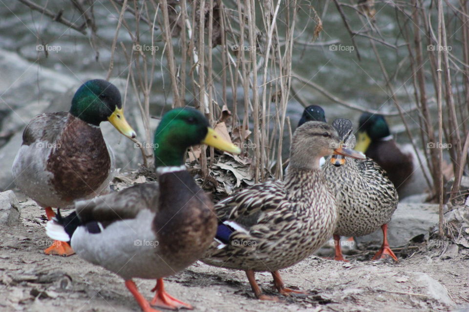 Mallards