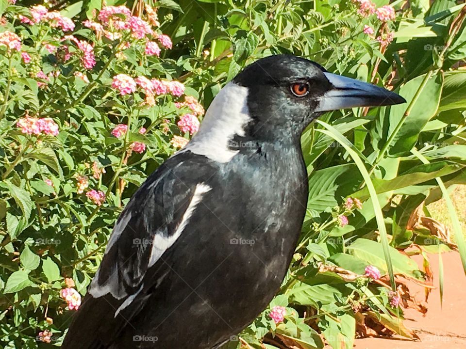 Murray magpie closeup side view garden background 