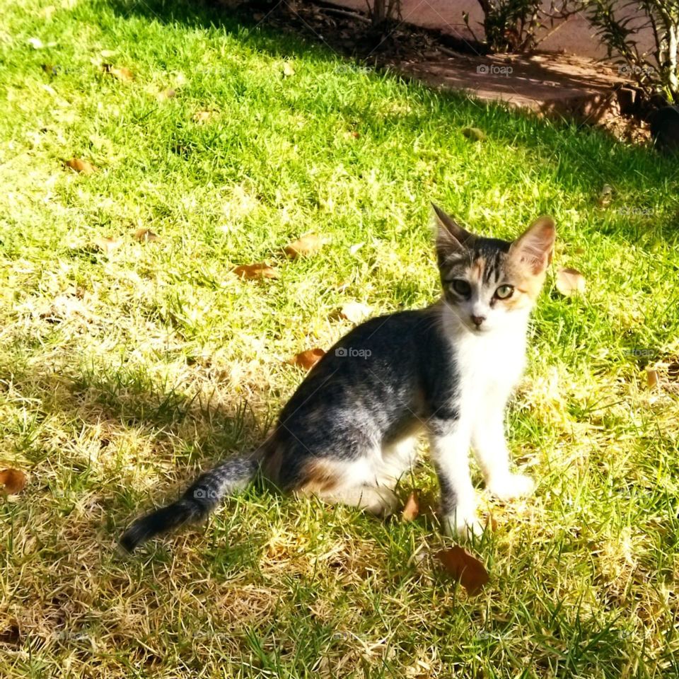 Beautiful cat looking at camera.