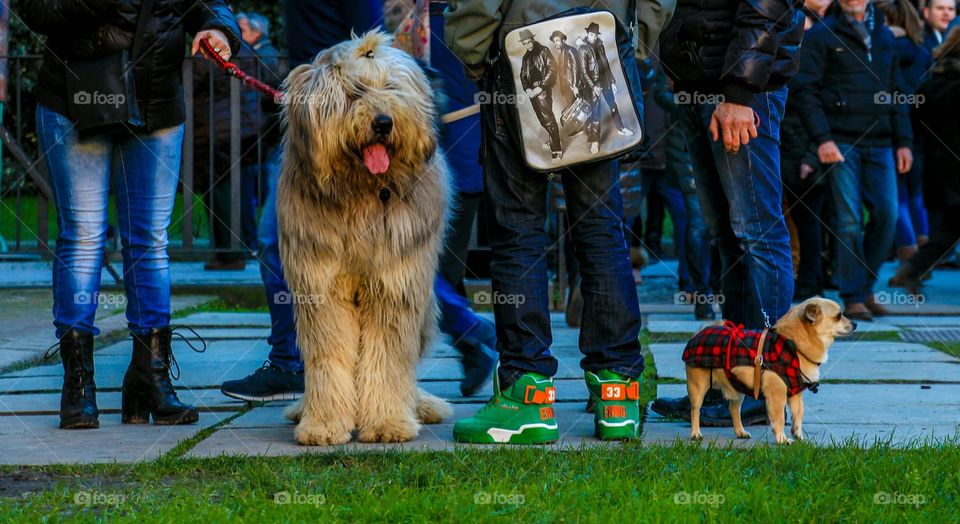 Both dogs, different sizes, I was amazed when I saw both at the same side.