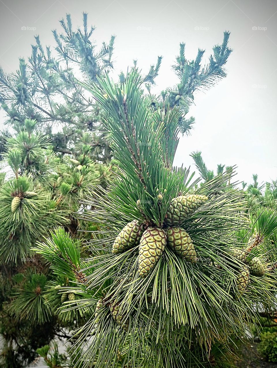 Pinecones