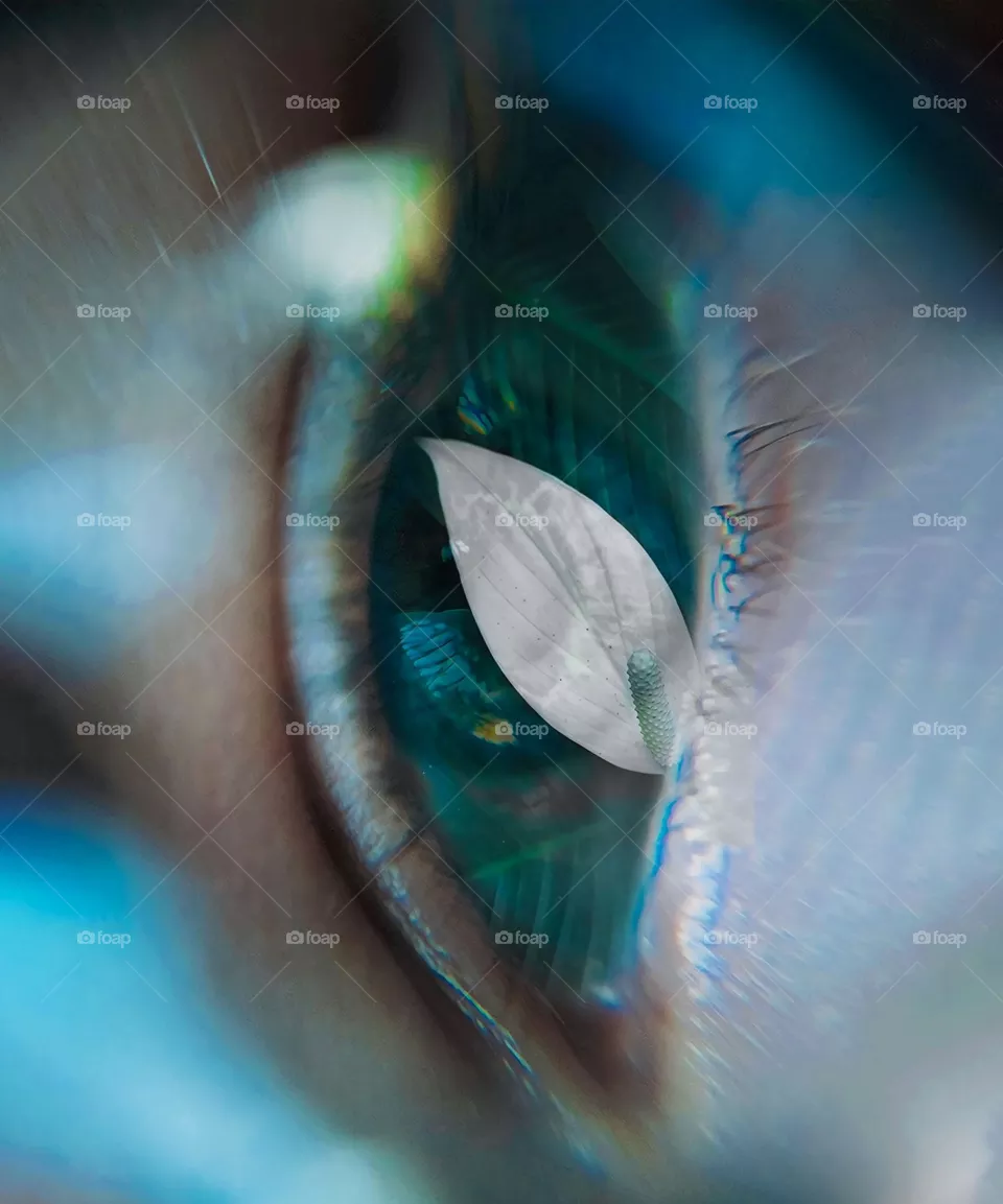 Eye