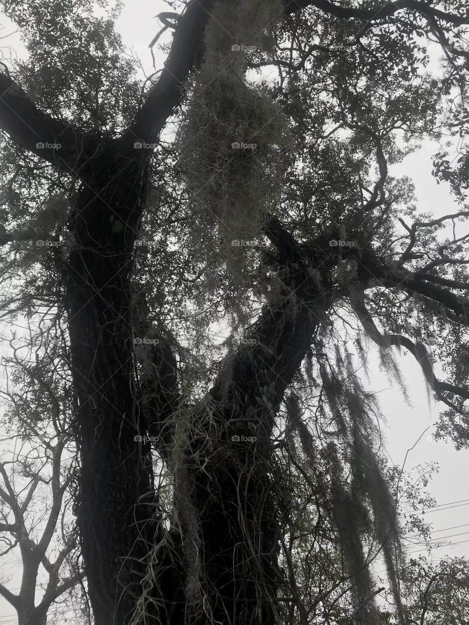 Spanish Moss O dangle so, you look so pretty wherever you grow 