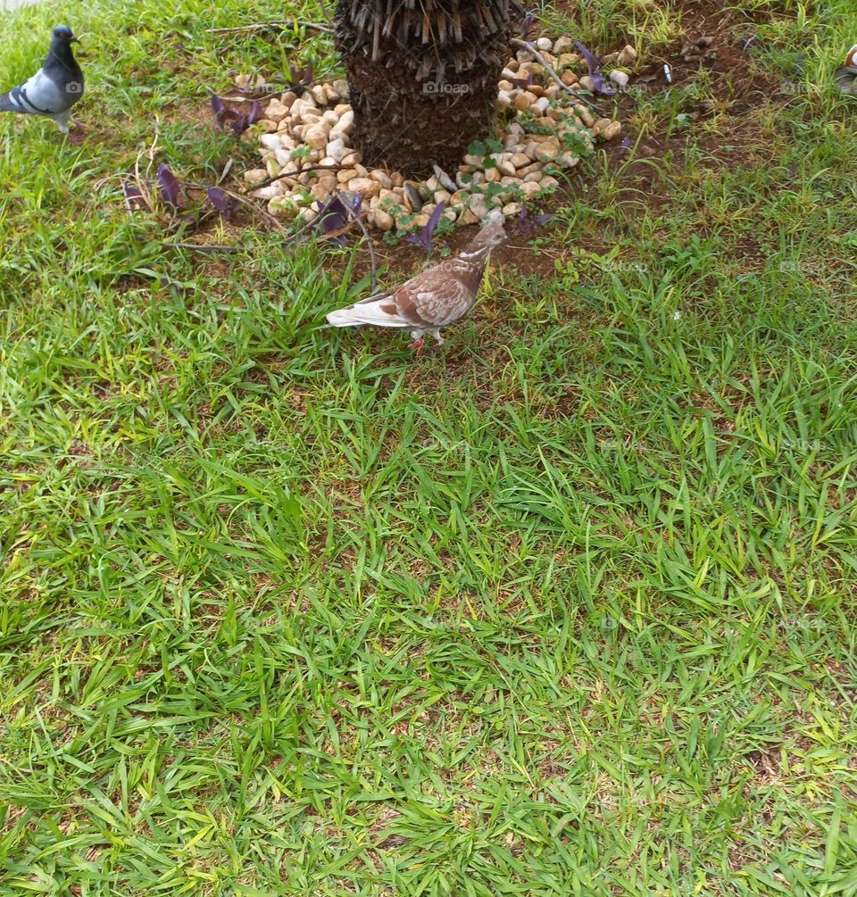 Passeio de pombos. Os pombos, são aves que gostam de estar em ambientes movimentados, ou seja, eles gostam de interagir  com as pessoas