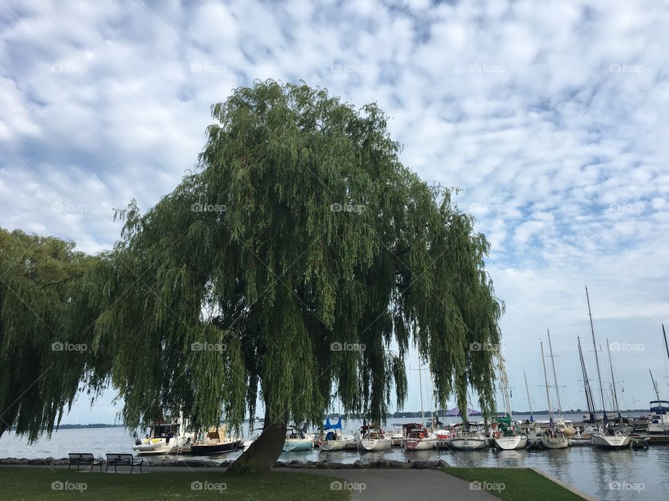 Weeping willow swaying in the breeze on the waterfront near the Kingston yacht club in Kingston Ontario.  