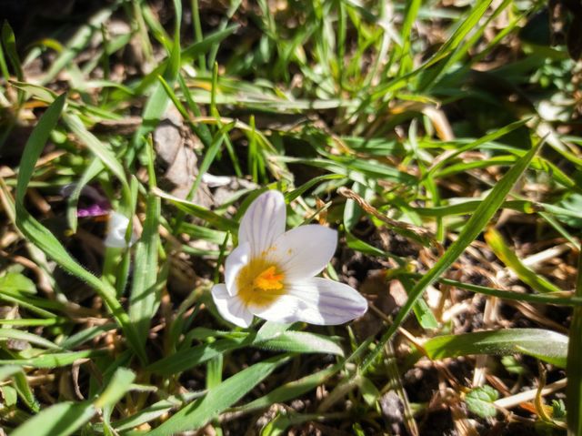 Spring Crocus flower.