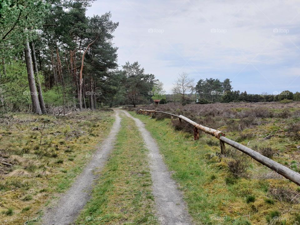 einsamer Weg am Waldesrand