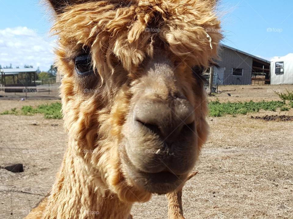 Portrait of brown alpaca