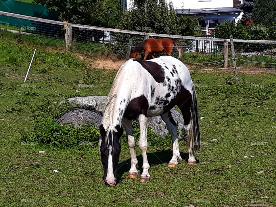 Horse eating in quiet