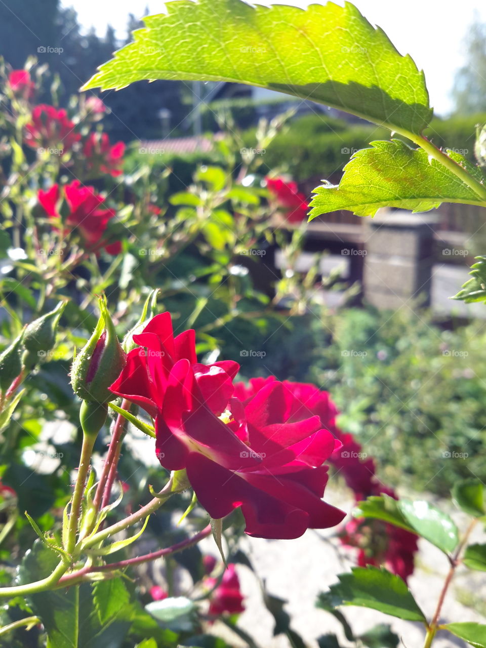 Summertime. Summer in Poland.