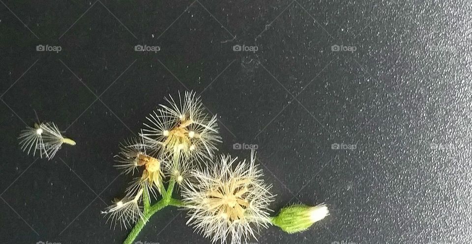 Beautiful small flowers against a black background