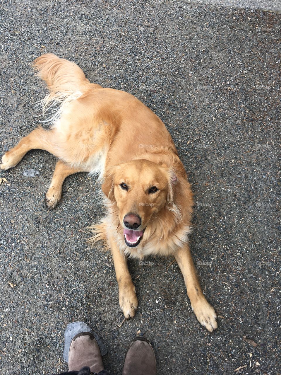 A golden retriever dog laying on the gravel looking up and panting