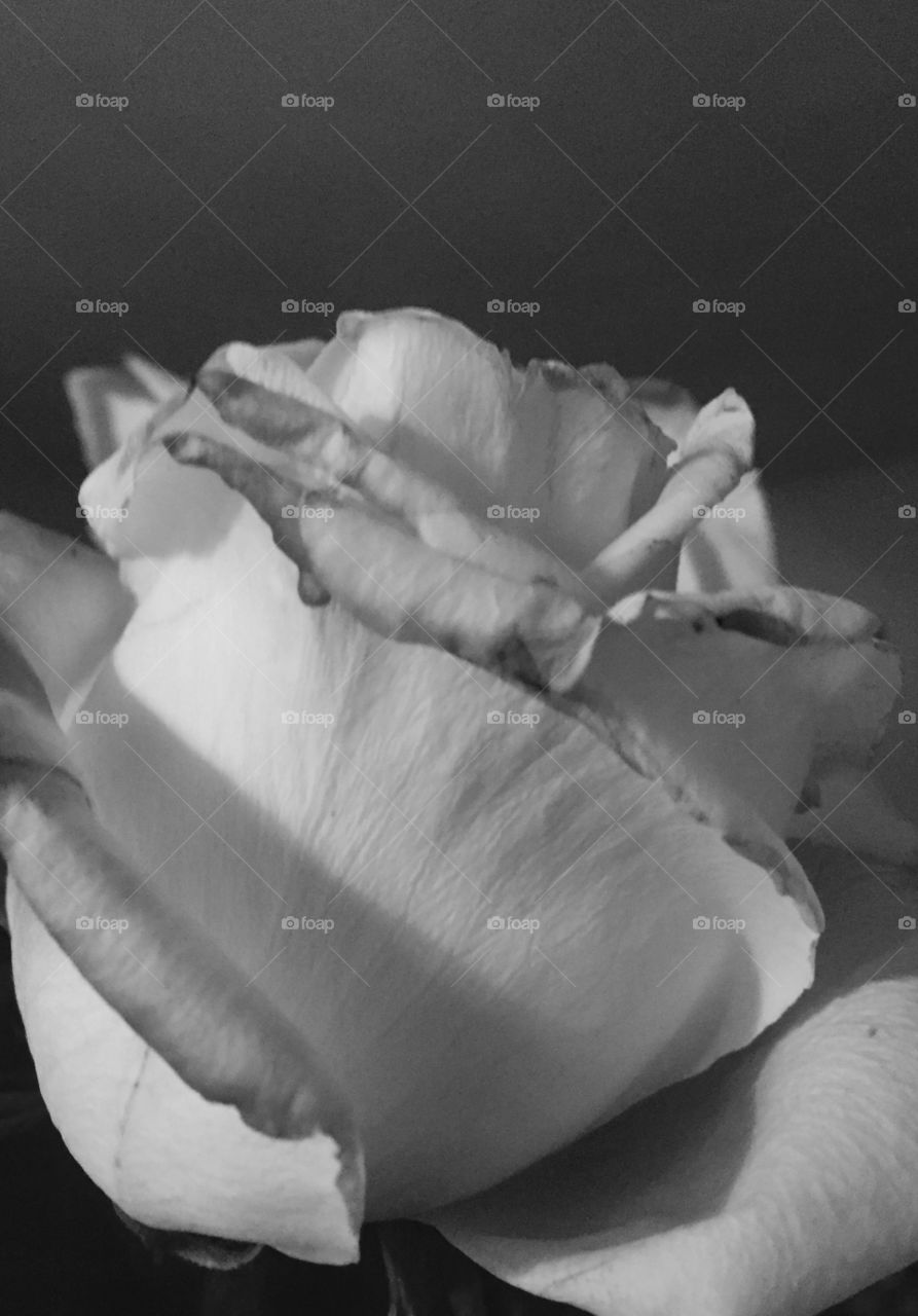 Black and white rose 
