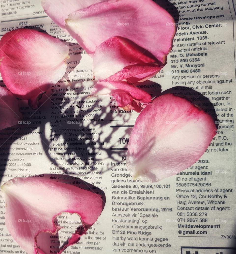Rose petals on a newspaper with leaf shadow