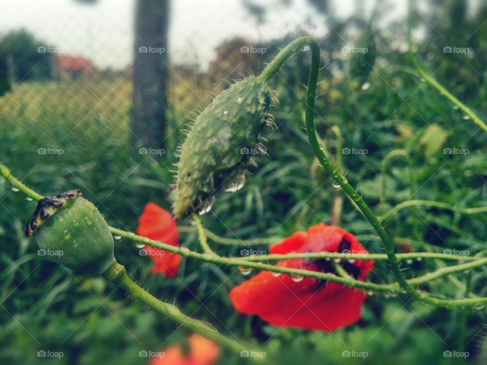red poppies after rain