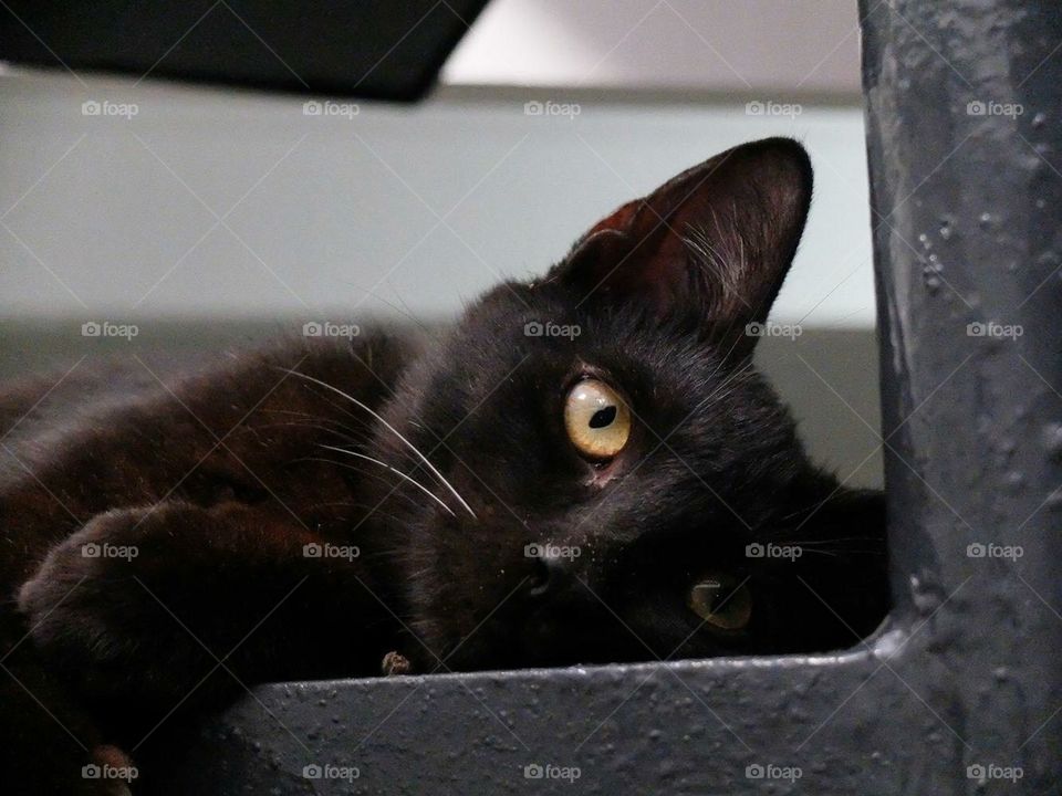 I always wanted a black cat and I can’t imagine my life without my black cat, Nino.