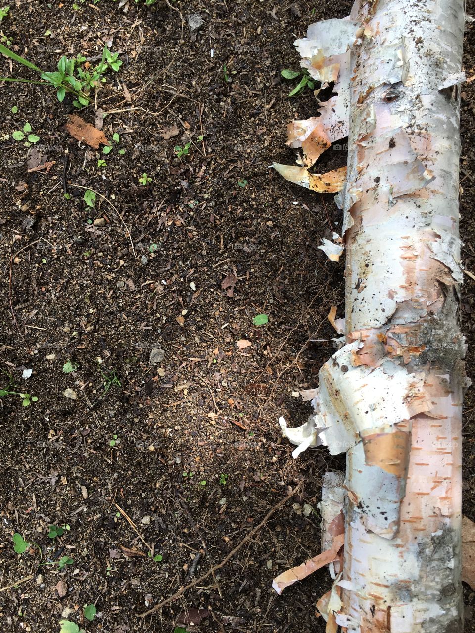 Tree, Nature, Bark, Trunk, Soil