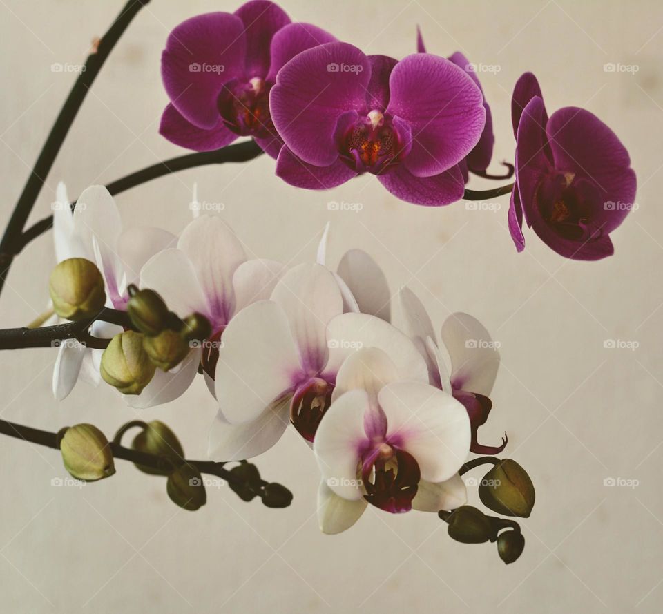 beautiful orchids flowers